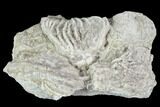 Two Crinoid (Rhodocrinites) Fossils on Rock - Gilmore City, Iowa #102970-1